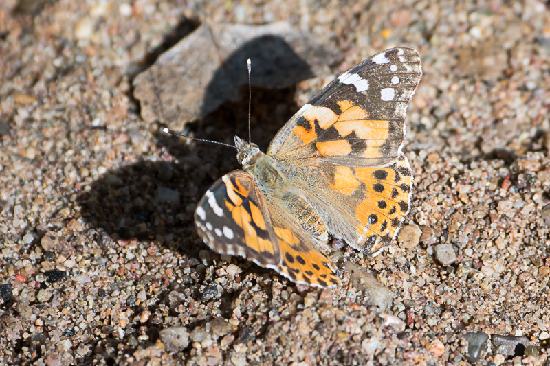 Painted Lady